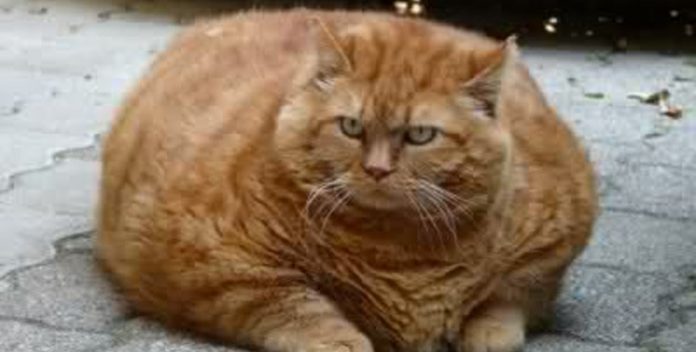 Un gatto di 6 chili precipita da un balcone e arriva in testa ad un passante
