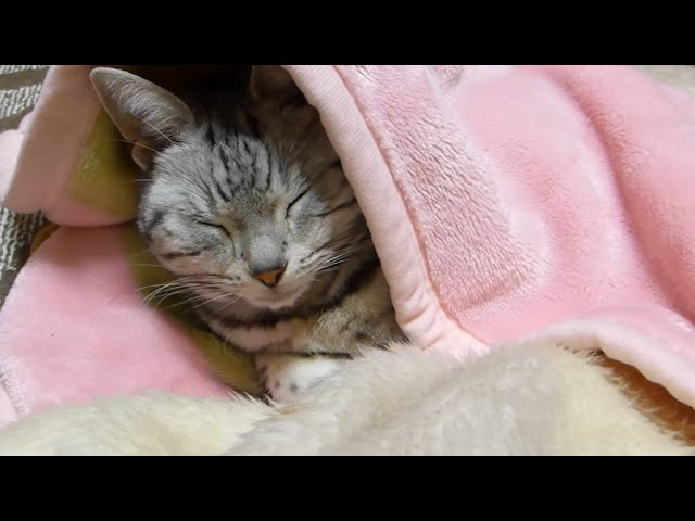 gatto dorme al caldo sotto le coperte