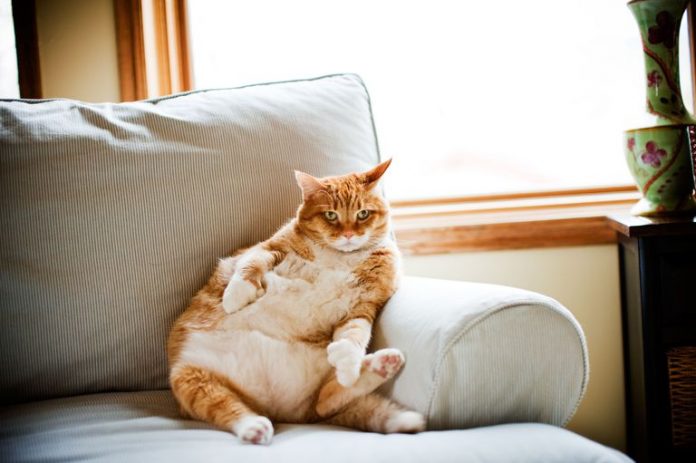 gatto grasso per colpa del carattere del padrone