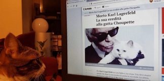 Cerca di convincere il proprio gatto a corteggiare la gatta di Lagerfeld per beccarsi l’eredità