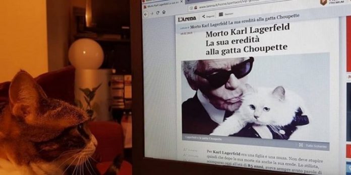 Cerca di convincere il proprio gatto a corteggiare la gatta di Lagerfeld per beccarsi l’eredità