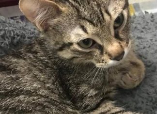 Guardate cosa fa questa mamma gatta per il suo cucciolo disabile