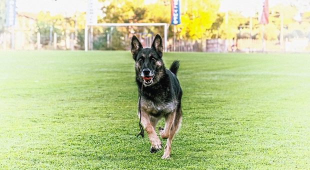 morto Falco, cane eroe di Rigopiano