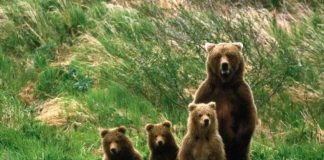 Orso Bruno Marsicano, nati 11 nuovi cuccioli nel Parco Nazione d'Abruzzo