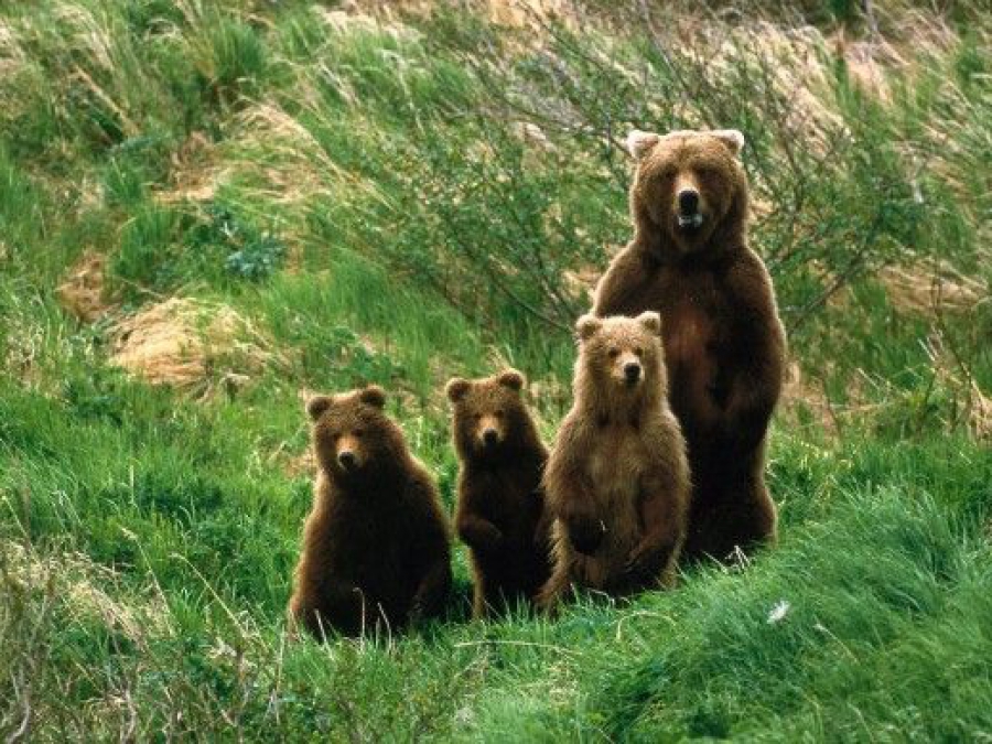 Orso Bruno Marsicano, nati 11 nuovi cuccioli nel Parco Nazione d'Abruzzo