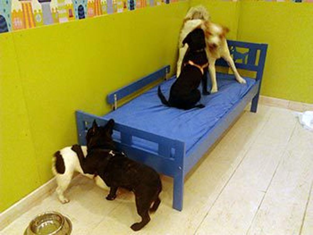 asilo per cani