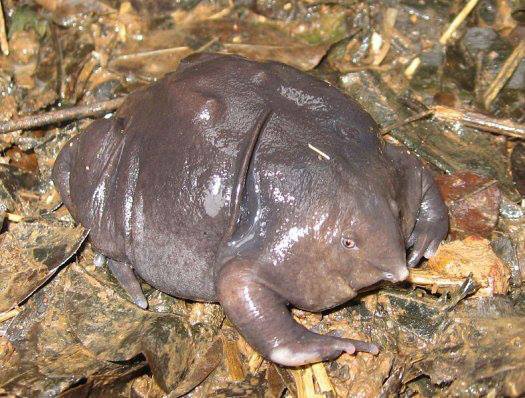 rana maialino scoperta in India