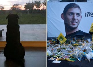 Il cane di Emiliano Sala lo sta ancora aspettando sull'uscio di casa