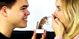 Uno scarafaggio col nome del partner per San Valentino