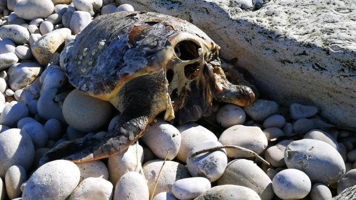 Puglia, 5 tartarughe con la testa mozzata: si pensa ad un rituale tra pescatori