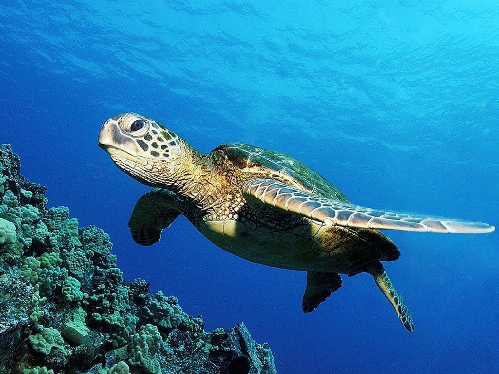tartaruga in mare