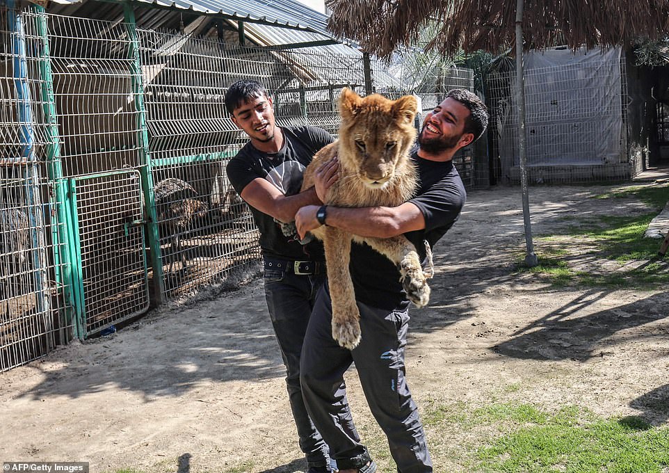 La povera leonessa dello zoo