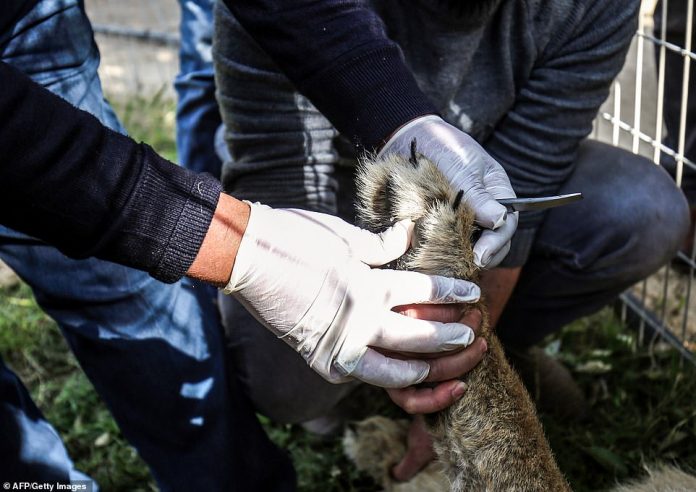 In questo Zoo hanno rimosso gli artigli ad un leone per fare avvicinare i bambini