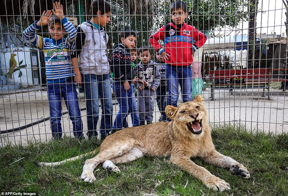 Leone allo zoo senza gli artigli e i bambini