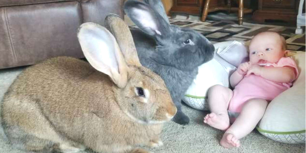 la piccola Bailey con i due conigli domestici