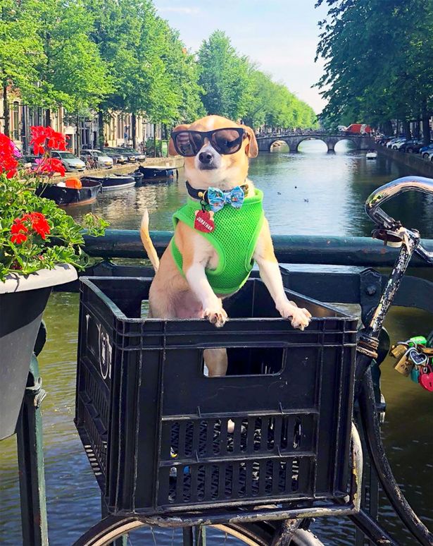 cane ad amsterdam