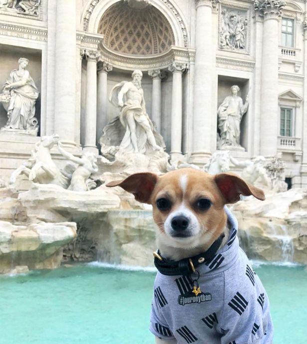 cane alla fontana di trevi