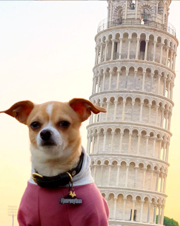 cane alla torre di pisa