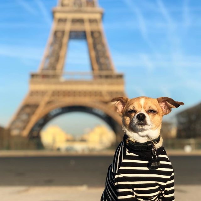 cane a parigi
