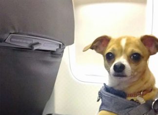 cane salvato gira il mondo