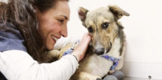 piedino, primo cane con arti in titanio