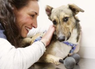 piedino, primo cane con arti in titanio