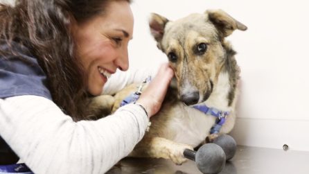 piedino, primo cane con arti in titanio