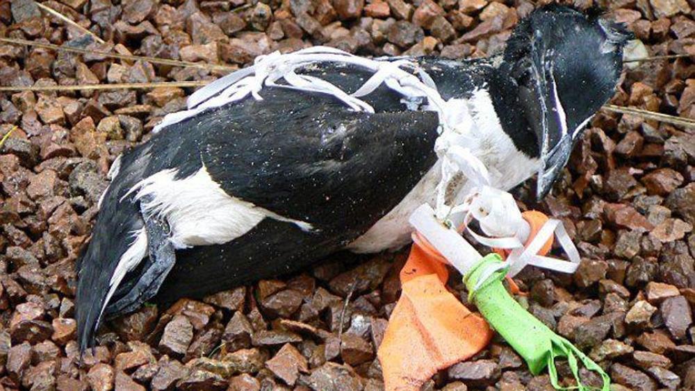 animali a rischio per i palloncini di plastica