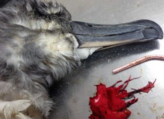 palloncini di plastica letali per gli uccelli