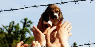 E' morta Vita, il cane simbolo della libertà contro la vivisezione