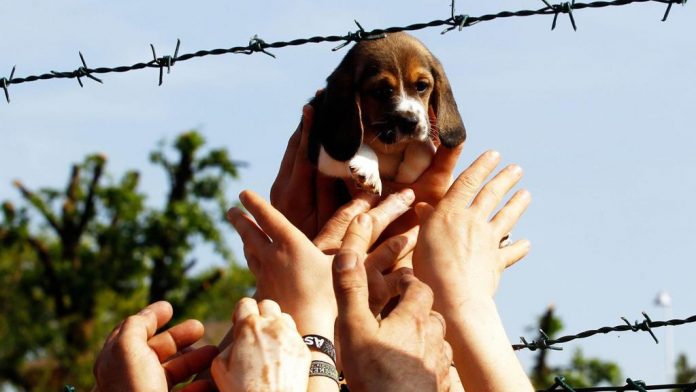 E' morta Vita, il cane simbolo della libertà contro la vivisezione