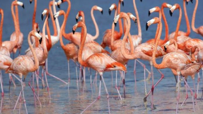 flamingo2