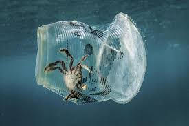granchi_plastica