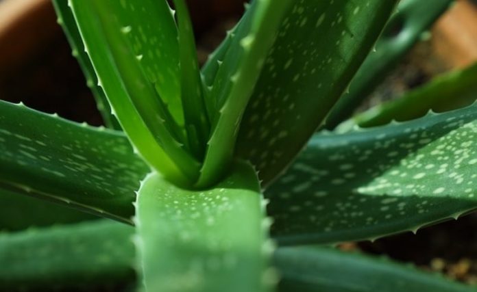 usi gel aloe vera