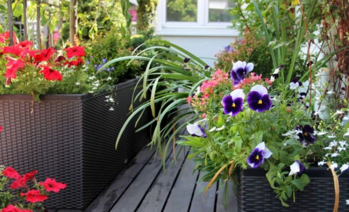 Balcone Fiorito Tutto Lanno Quali Piante Curare E Coltivare