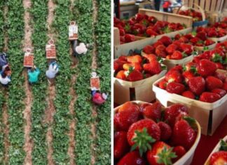 fragole