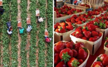 fragole