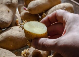 patate