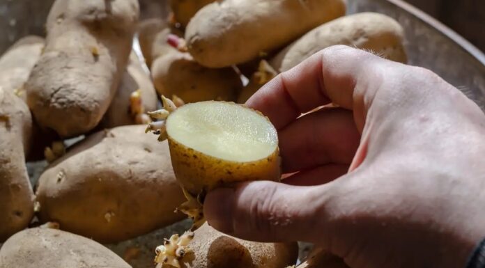 patate
