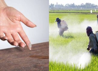 pesticidi in casa
