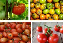 pomodori