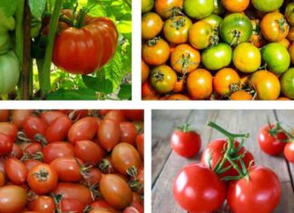 pomodori