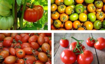 pomodori
