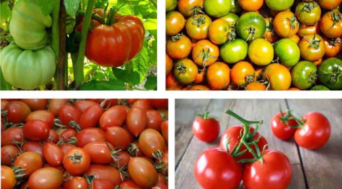 pomodori