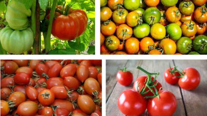 pomodori