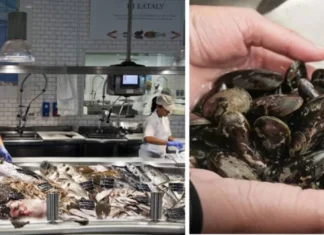 molluschi