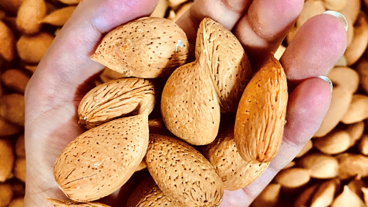 fertilizzanti bio gusci mandorla