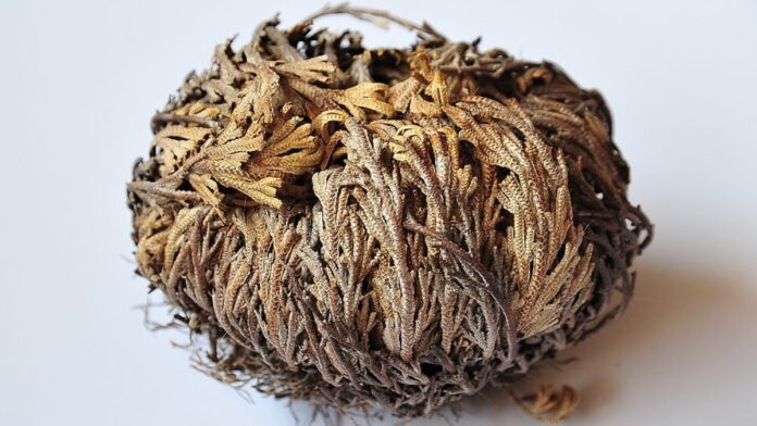 Selaginella_lepidophylla