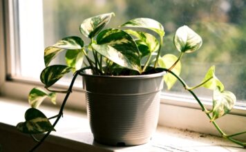 Metti queste piante in casa e riduci la bolletta del riscaldamento. Ecco perché