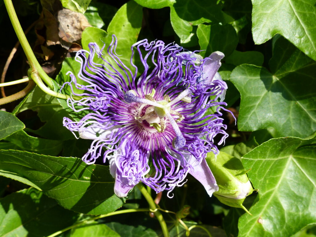 rimedi naturali contro l'ansia